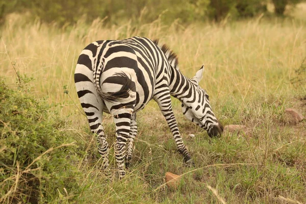 Zebra Feeding Grassland Kenya Africa — Stock Photo, Image