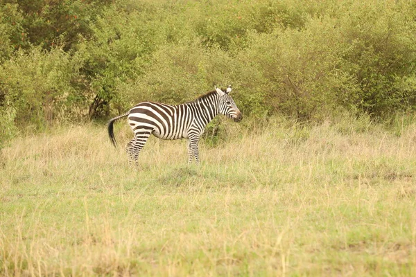 Zebra Che Nutre Nelle Praterie Kenya Africa — Foto Stock