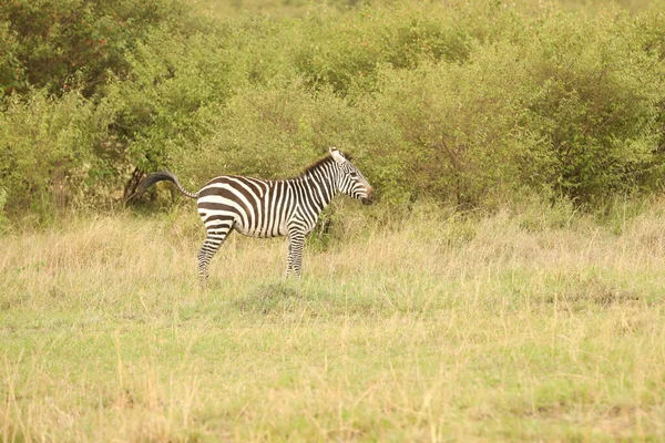 Zebra Táplálkozás Legelőn Kenya Afrika — Stock Fotó