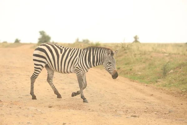 Zebra Feeding Grassland Kenya Africa — Stock Photo, Image