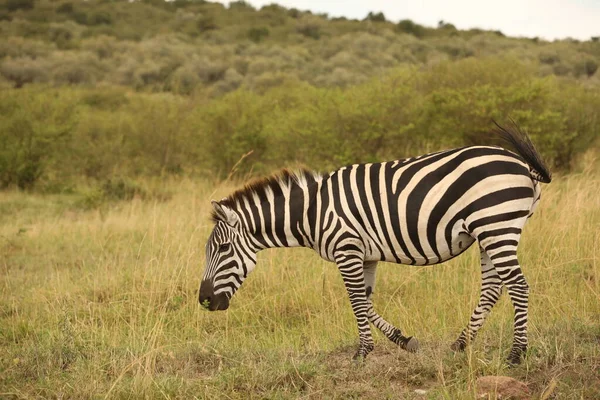 Zebra Feeding Grassland Kenya Africa — Stock Photo, Image