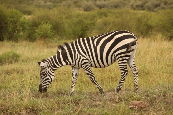 Zebra Feeding Grassland Kenya Africa — Stock Photo, Image