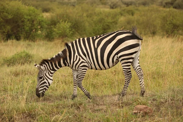 Zebra Krmení Trávě Keňa Afrika — Stock fotografie