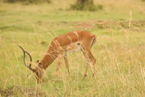Nourriture Des Cerfs Dans Les Prairies Kenya Afrique — Photo