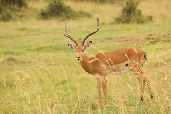 Deer Feeding Grassland Kenya Africa — ストック写真