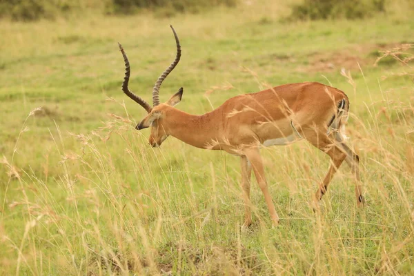 Alimentación Ciervos Las Praderas Kenia África —  Fotos de Stock