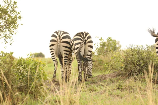 Zebra Hrănire Pășune Kenya Africa — Fotografie, imagine de stoc