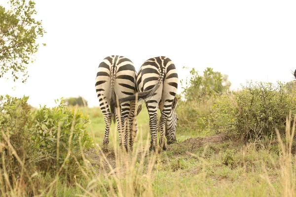 Зебра Годує Пасовищах Кенії — стокове фото