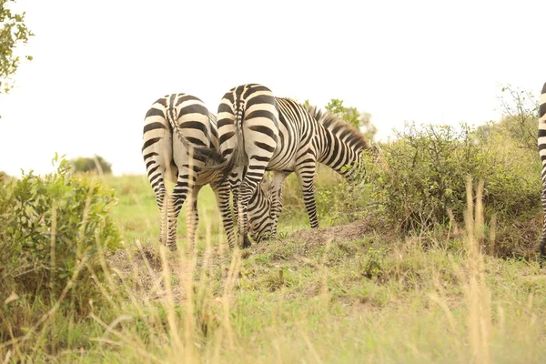 Kenya Afrika Sında Çayırda Beslenen Zebra — Stok fotoğraf