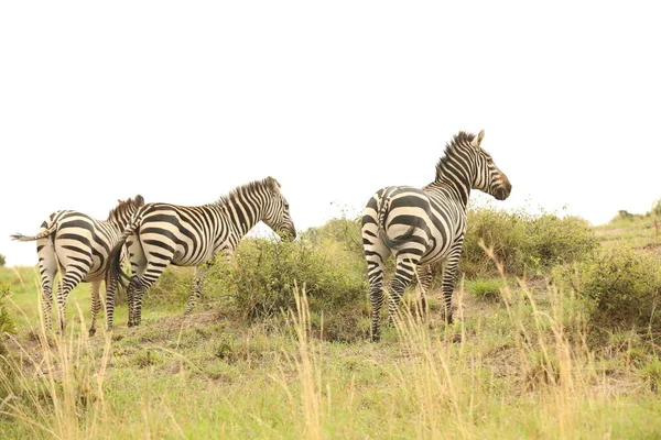 Kenya Afrika Sında Çayırda Beslenen Zebra — Stok fotoğraf