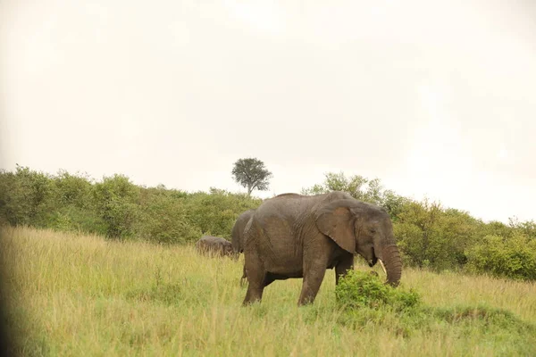 Кормление Слонов Лугу Кении Африка — стоковое фото