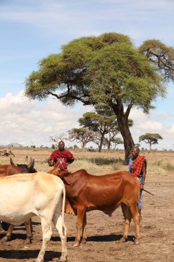 Masai Kabileleri Kenya Afrika 'da 17 Aralık 2019