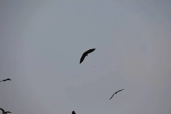 Fledermäuse Fliegen Der Abenddämmerung Himmel — Stockfoto