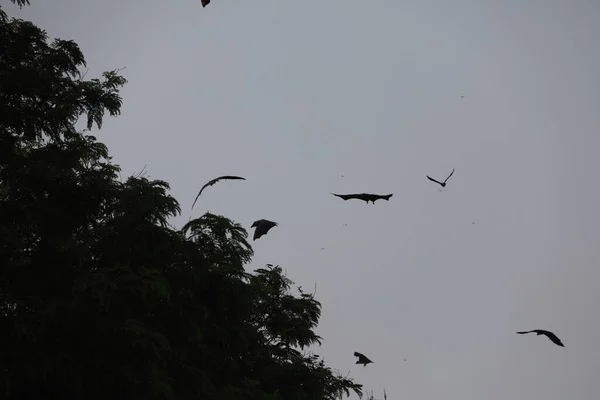 Bats Flying Sky Dusk — Stock Photo, Image