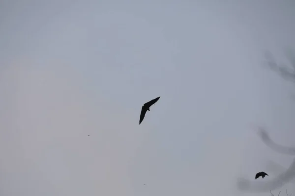 夕暮れ時に空を飛ぶコウモリ — ストック写真