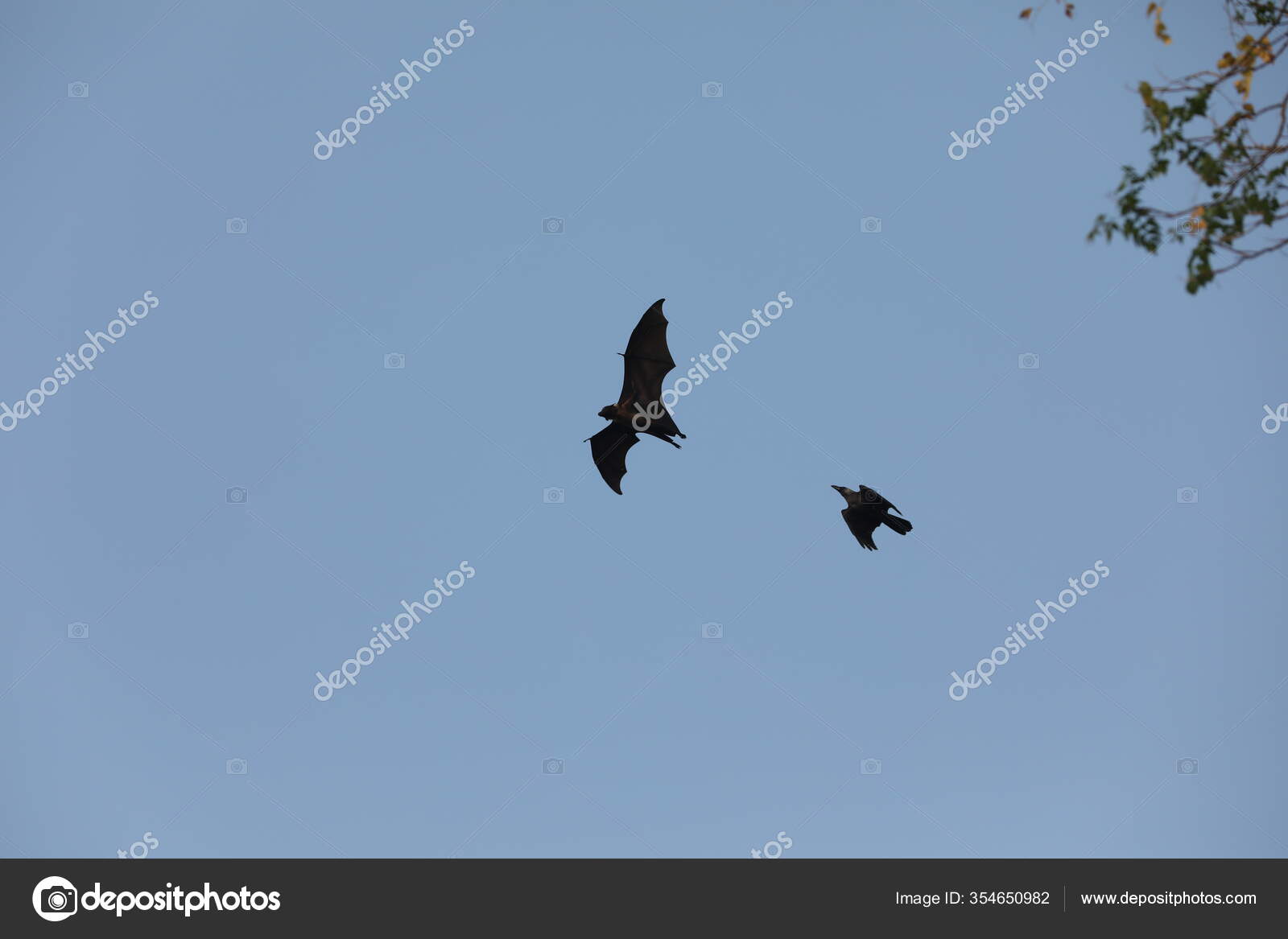 Bats Flying Sky Dusk — Stock Photo © rajastills 354650982