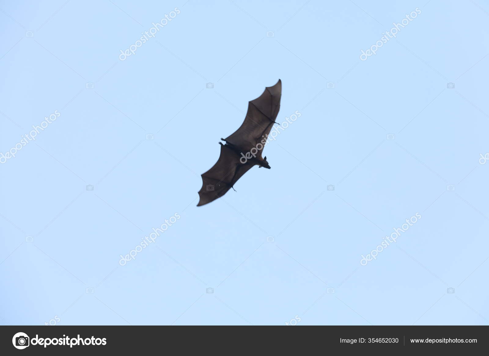 Bats Flying Sky Dusk — Stock Photo © rajastills 354652030
