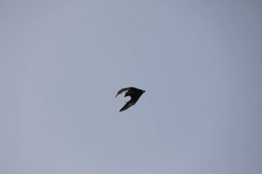 Yarasalar alacakaranlıkta gökyüzünde uçuyor