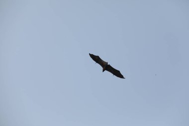 Yarasalar alacakaranlıkta gökyüzünde uçuyor