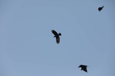 Yarasalar alacakaranlıkta gökyüzünde uçuyor