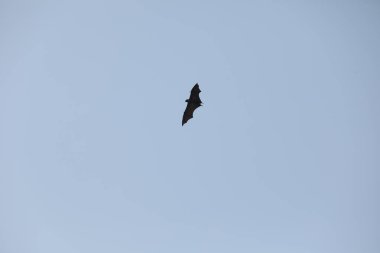 Yarasalar alacakaranlıkta gökyüzünde uçuyor