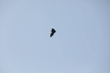 Yarasalar alacakaranlıkta gökyüzünde uçuyor