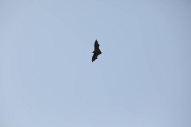 Yarasalar alacakaranlıkta gökyüzünde uçuyor