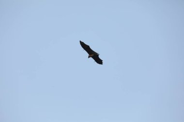 Yarasalar alacakaranlıkta gökyüzünde uçuyor