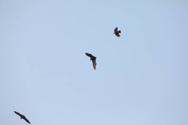 Yarasalar alacakaranlıkta gökyüzünde uçuyor