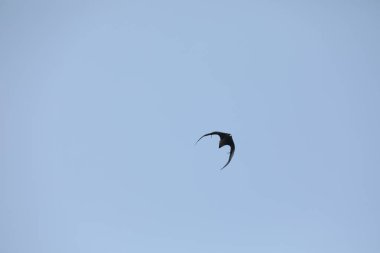 Yarasalar alacakaranlıkta gökyüzünde uçuyor