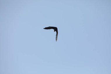 Yarasalar alacakaranlıkta gökyüzünde uçuyor