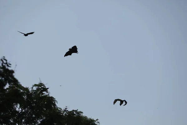 Fledermäuse Fliegen Der Abenddämmerung Himmel — Stockfoto