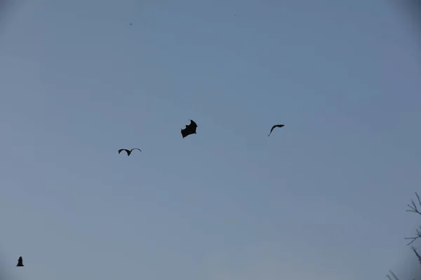 Murciélagos Volando Cielo Atardecer —  Fotos de Stock