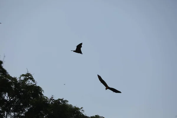 Chauves Souris Volant Dans Ciel Crépuscule — Photo