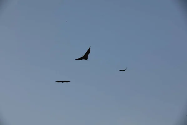 Murciélagos Volando Cielo Atardecer —  Fotos de Stock