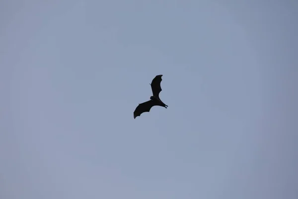 Morcegos Voando Céu Entardecer — Fotografia de Stock