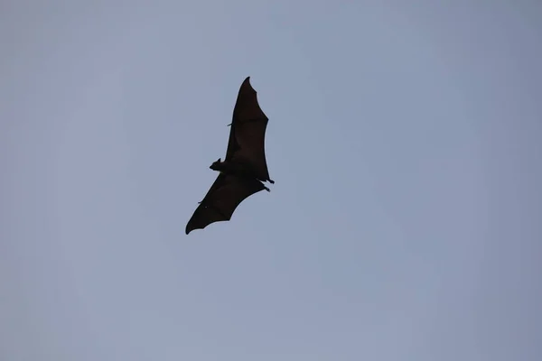 Bats flying in sky at dusk