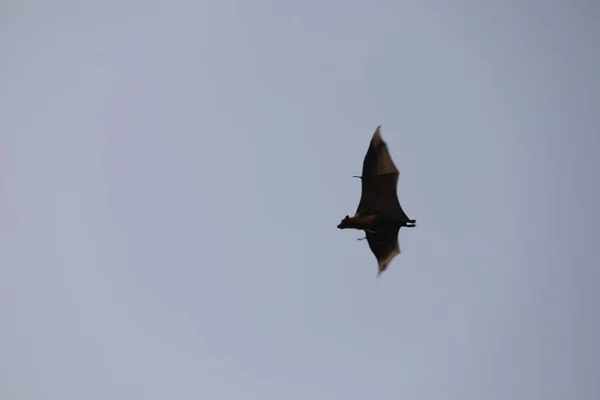 Morcegos Voando Céu Entardecer — Fotografia de Stock