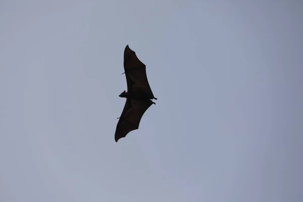 Morcegos Voando Céu Entardecer — Fotografia de Stock