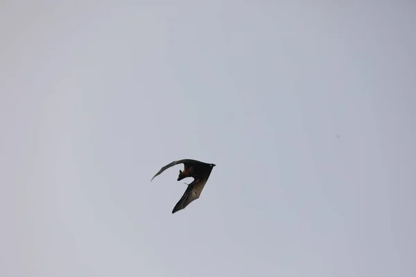 Morcegos Voando Céu Entardecer — Fotografia de Stock