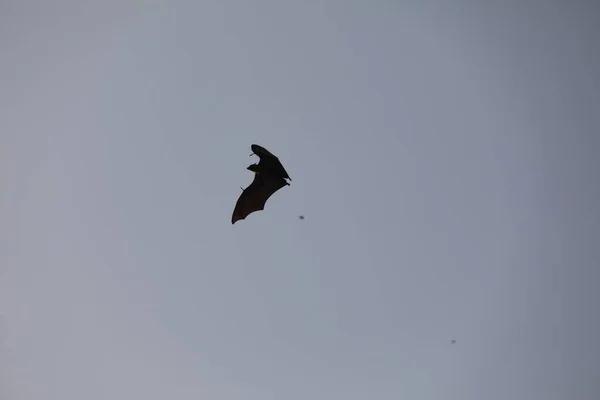 Murciélagos Volando Cielo Atardecer — Foto de Stock