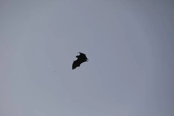 Morcegos Voando Céu Entardecer — Fotografia de Stock