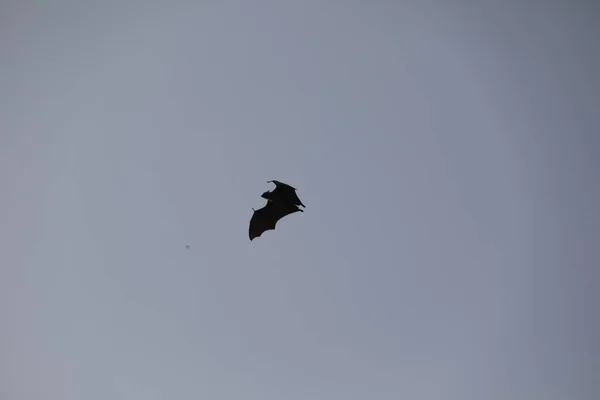 Bats Flying Sky Dusk — Stock Photo, Image