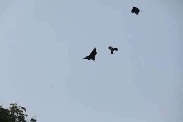 Chauves Souris Volant Dans Ciel Crépuscule — Photo