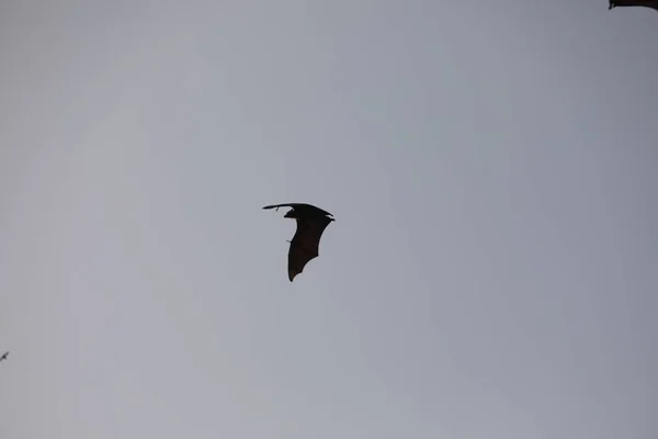 Bats Flying Sky Dusk — Stock Photo, Image