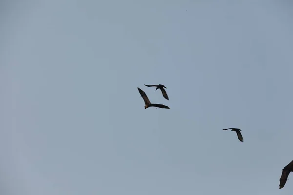 Netopýři Létají Obloze Soumraku — Stock fotografie