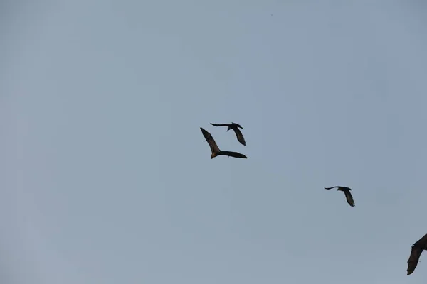 Fledermäuse Fliegen Der Abenddämmerung Himmel — Stockfoto