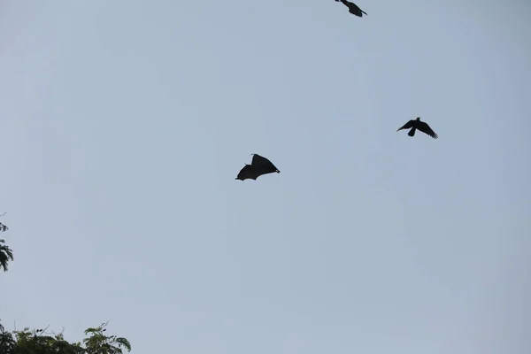 Bats Flying Sky Dusk — Stock Photo, Image