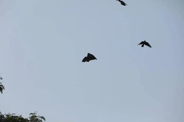 Chauves Souris Volant Dans Ciel Crépuscule — Photo