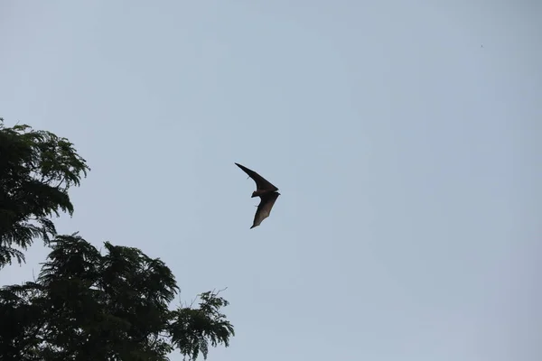 黄昏时分 蝙蝠在空中飞翔 — 图库照片